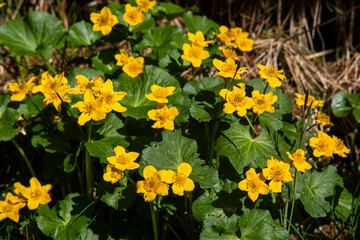 Spring blooms explosion of colors in gardens and meadows