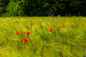 Amazingly beautiful summer landscape.
Flowers of decorative red poppy and various field plants create a cozy picture of a summer landscape. Video for relaxation.