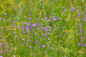 Meadow bell, Campanula L.
Herbaceous plant from the Campanulaceae family. Grows in meadows, forest edges and fields.
