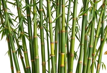 A cluster of lush green bamboo stalks isolated on a pure white background, ready for design use,  vibrant,  flora