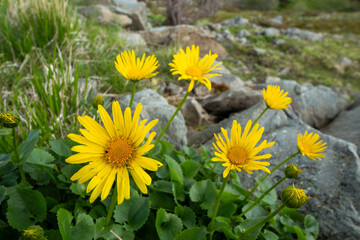 Spring blooms explosion of colors in gardens and meadows