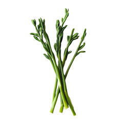 Fototapeta premium Fresh Green Asparagus Spears Culinary Photography of Vibrant Vegetable isolated on transparent background