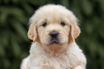 portrait of puppy dog ​​close up golden retriever labrador isolated