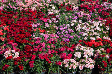 Spring blooms explosion of colors in gardens and meadows