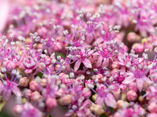 雨に濡れたガクアジサイの真花
