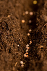 planting radish seeds in soil with the addition of peat , plot of land mixed with peat in which...