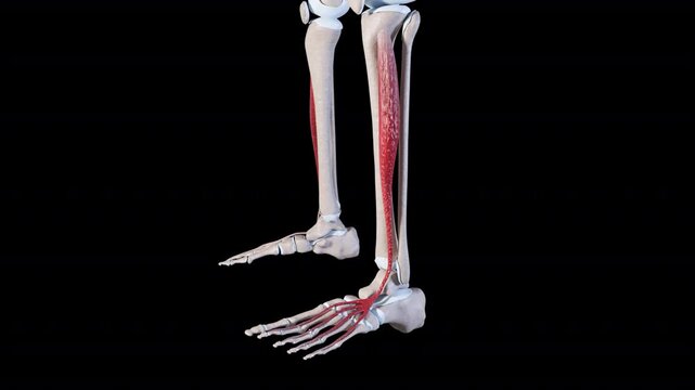 Extensor Digitorum Longus Muscle Movement