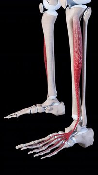 Extensor Digitorum Longus Muscle Movement Vertical Video
