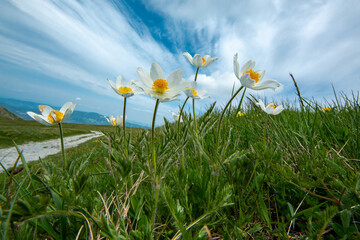 Spring blooms explosion of colors in gardens and meadows
