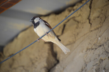 The house sparrow Bird Found in Groups and Friendly Birds.