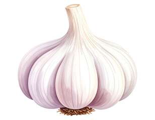 Watercolor garlic illustration. Food clipart illustration.