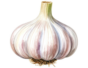 Watercolor garlic illustration. Food clipart illustration.
