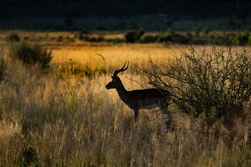 Kudu in the savannah in sunset
