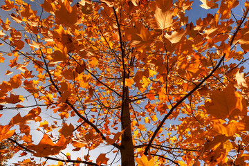 orange foliage of a tulip tree against a blue sky background autumn foliage of a tulip tree in...