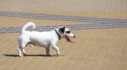 Active Jack Russell Terrier walking on colorful pavement with tongue out, enjoying a sunny day.