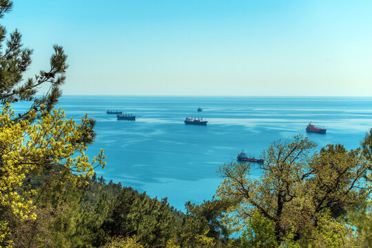 Cargo ships floating on calm blue sea, viewed through lush green coastal trees under a clear sky. Peaceful maritime landscape.