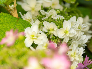 雨に濡れた白い紫陽花のクローズアップ