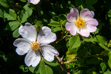 Spring blooms explosion of colors in gardens and meadows