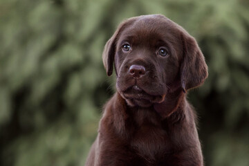 close up portrait of labrador retriever puppy dog ​​on isolated background