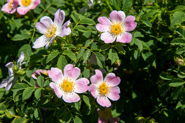 Spring blooms explosion of colors in gardens and meadows