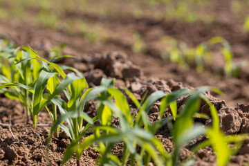 only the plants of green sweet corn in the field , the new shoots of young corn in the field , selective focus