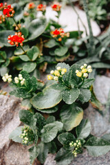 Colorful blooming plants thrive in a rock garden during springtime