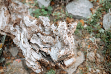 Unique textured log resting amongst stones in a natural setting