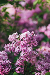 Colorful lilac flowers bloom in a vibrant spring garden full of life