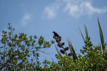 Wild Eurasian blackbird (Turdus merula) in New Zealand bush, Bluff.  Blackbirds are an introduced species in New Zealand, commonly found in many countries around the world.