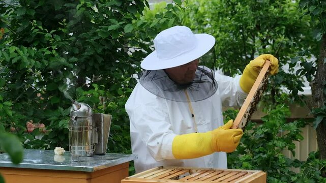 A beekeeper works with the bees and the hives in the apiary. a man in a protective suit at the apiary. Employee pulls the frame from the hive. a man pulls out the honeycomb with honey. Summer harvest
