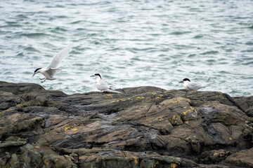 Small group of white-fronted tern (Sterna striata) in Bluff, New Zealand. Terns nest on rocks in large colonies.