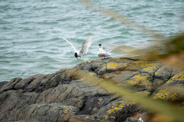A pair of white-fronted terns (Sterna striata) in Bluff, New Zealand. Terns nest on rocks in large...