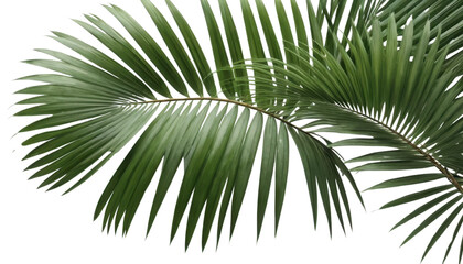 Obraz premium Isolated palm tree with tropical green leaves on a white background, evoking summer and nature