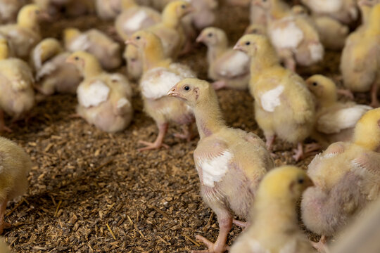 small chickens in down and feathers during cultivation at a poultry farm