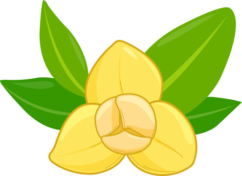 Rumduol flower. Cambodia National flower. Pretty yellow bloom, romduol flower in branch with leaves. Vector illustration