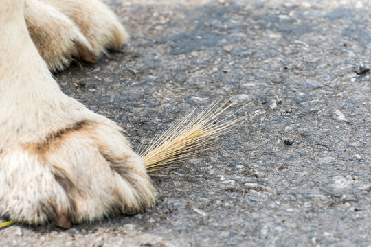 Un perro pisando una espiga