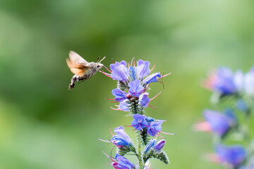 Macro de un colibrí esfinge en primavera