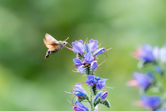 Macro de un colibr&iacute; esfinge en primavera