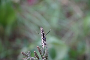 Butterfly on the grass 
