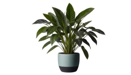 A vibrant green houseplant with broad leaves in a decorative pot, perfect for home decor