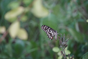 butterfly on a flower