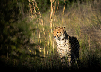 cheetah in the grass