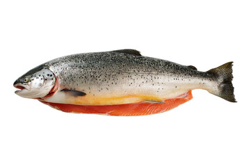 Obraz premium Salmon fishing & riverbank bites