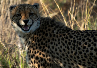 cheetah on the grass