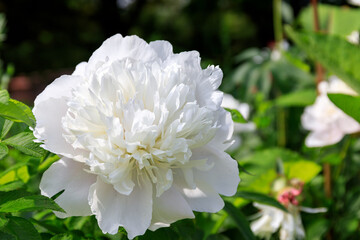 北海道由仁町、麗しく咲くシャクヤク(芍薬)【6月】