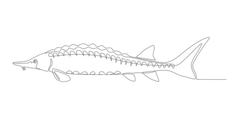 Fototapeta premium Minimalist Sturgeon – Continuous Line Fish Vector Illustration