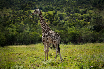 giraffe in the savannah
