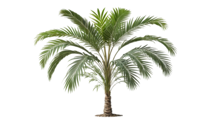 Isolated tropical palm tree with green leaves on a white background, perfect for summer vacation and travel themes