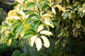 Variety of plants and flowers at flower market
