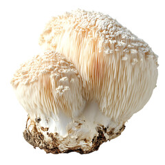Lions Mane mushrooms © Sabbir